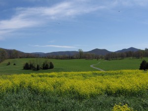 Lexington MLS land for sale