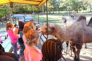 Safari Park near Lexington, Virginia